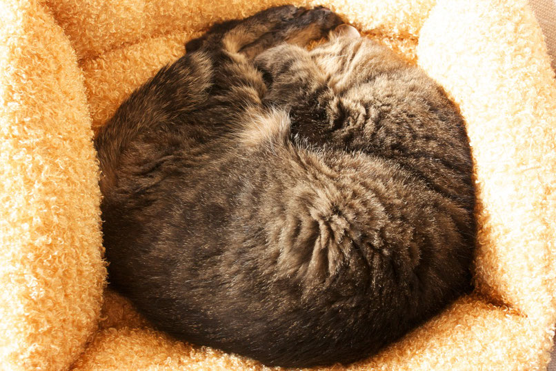 猫の慢性腎不全やすだ動物病院 やすだ動物病院 猫の慢性腎不全やすだ動物病院 やすだ動物病院