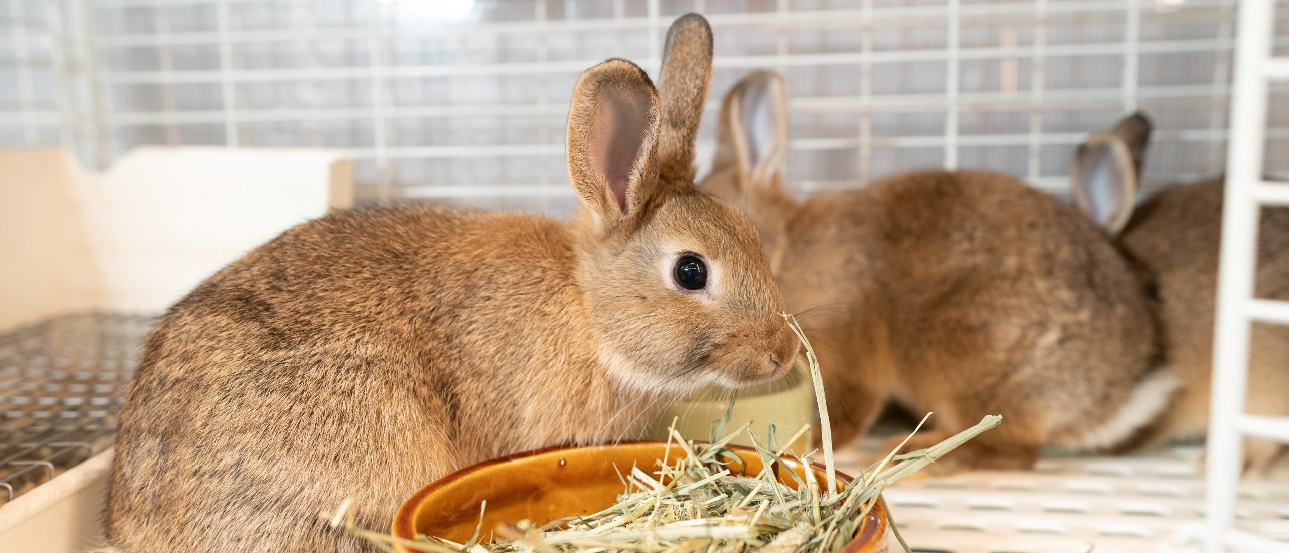 うさぎの診療｜青森県八戸市やすだ動物病院