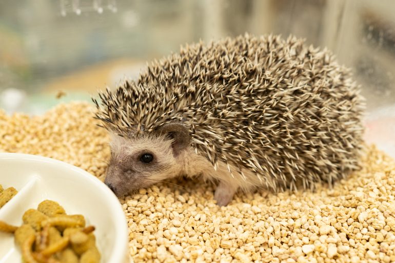 ハリネズミの飼育 青森県八戸市やすだ動物病院