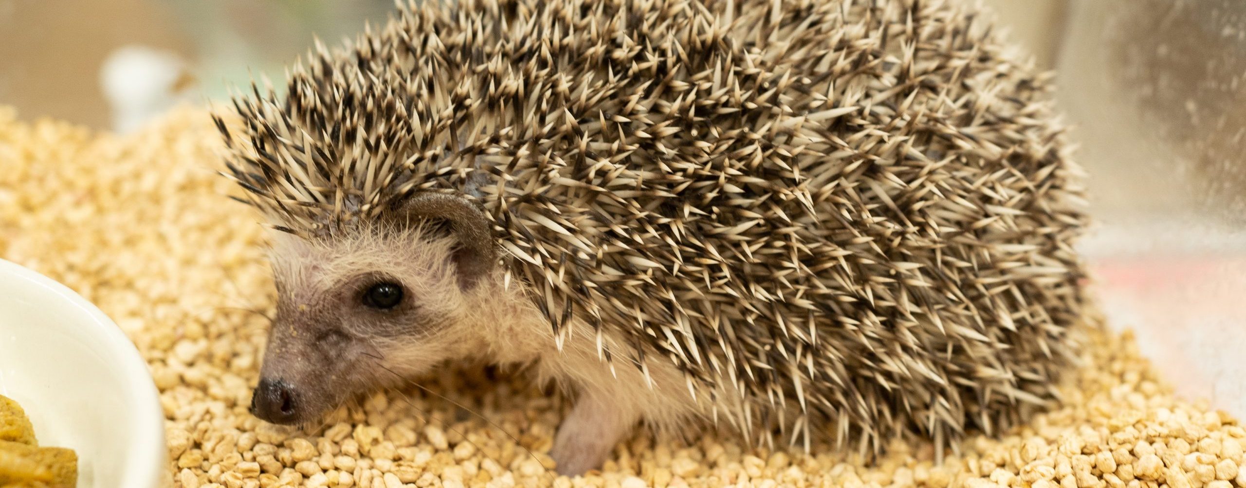 ハリネズミの診療 青森県八戸市やすだ動物病院