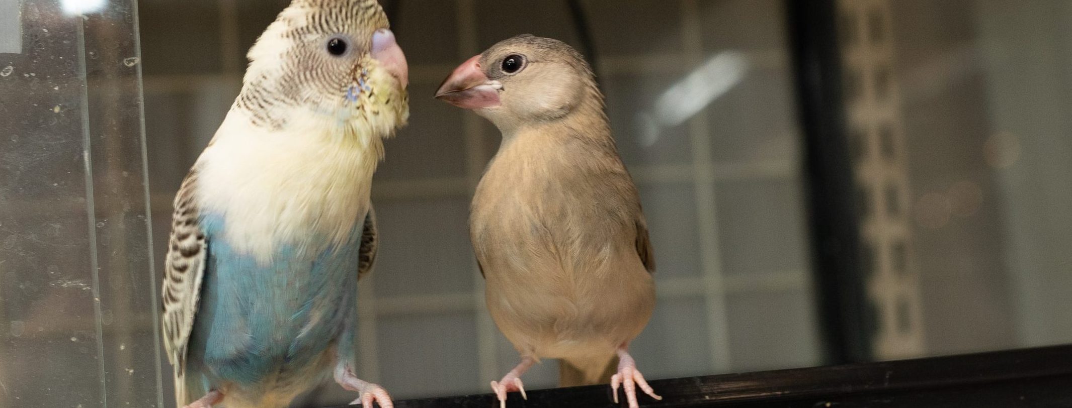 鳥の診療｜青森県八戸市やすだ動物病院