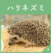 ハリネズミ