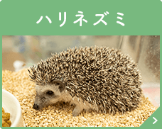 ハリネズミ